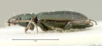 Media type: image;   Entomology 34748 Aspect: habitus lateral view
